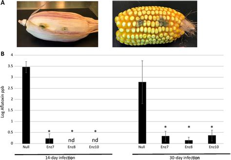 aflatoxin quantification